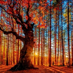 Jigsaw puzzle: In the rays of the autumn sun