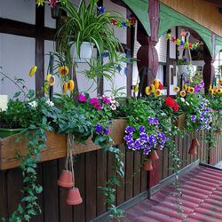 Jigsaw puzzle: Flower veranda