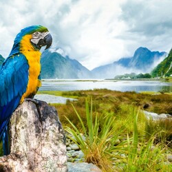 Jigsaw puzzle: Parrot