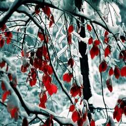 Jigsaw puzzle: Snow on the leaves