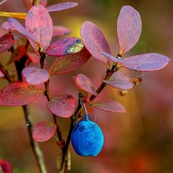 Jigsaw puzzle: Blueberries in late September