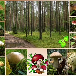 Jigsaw puzzle: Nature and mushrooms