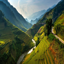 Jigsaw puzzle: Rice fields in Vietnam