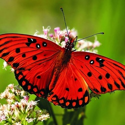 Jigsaw puzzle: Red butterfly