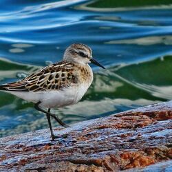 Jigsaw puzzle: Waves, stones and sandpiper
