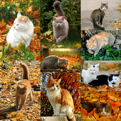 Jigsaw puzzle: Cat autumn