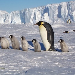 Jigsaw puzzle: Antarctica and penguins