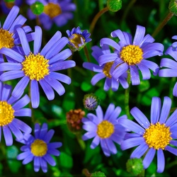 Jigsaw puzzle: Blue daisies