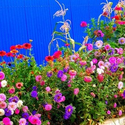 Jigsaw puzzle: Flower garden by the fence