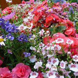Jigsaw puzzle: Colorful flower bed