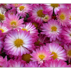 Jigsaw puzzle:  Pink daisies