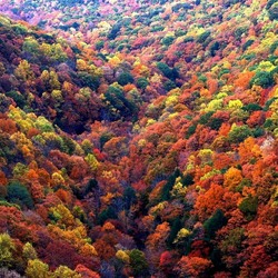 Jigsaw puzzle: Autumn forest colors