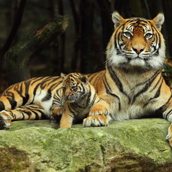 Jigsaw puzzle: Tigress with tiger cub