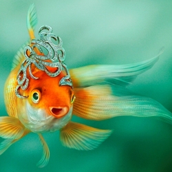 Jigsaw puzzle: gold fish