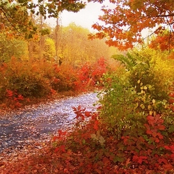 Jigsaw puzzle: Autumn thickets