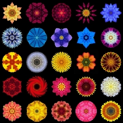 Jigsaw puzzle: Floral mandalas