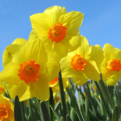 Jigsaw puzzle: Spring daffodils