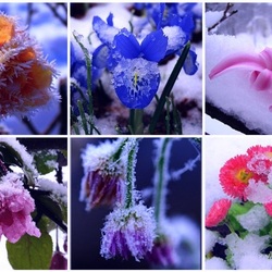 Jigsaw puzzle: Flowers and snow