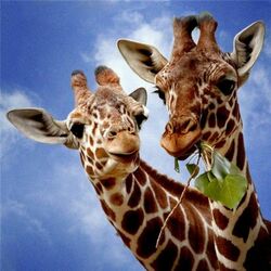 Jigsaw puzzle: Two giraffes