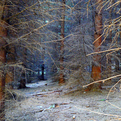 Jigsaw puzzle: Winter forest