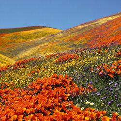 Jigsaw puzzle: Valley of Poppies