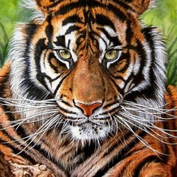 Jigsaw puzzle: Sumatran tiger