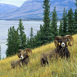 Jigsaw puzzle: Mountain rams