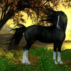 Jigsaw puzzle: Horse in white socks