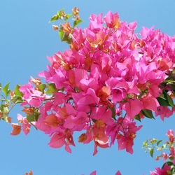 Jigsaw puzzle: Bougainvillea