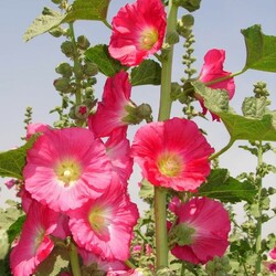 Jigsaw puzzle: Summer and mallow