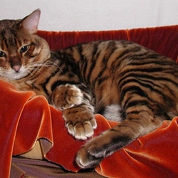 Jigsaw puzzle: Toyger cat