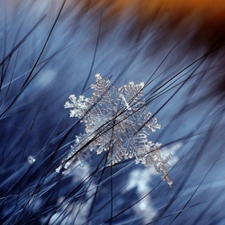 Jigsaw puzzle: Snowstorm and natural snowflake