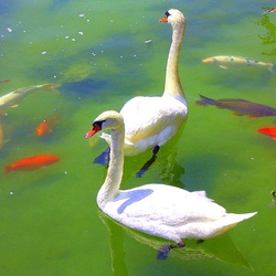 Jigsaw puzzle: Swans and fishes