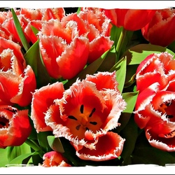 Jigsaw puzzle: Tulips