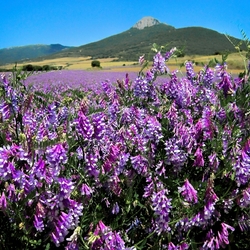 Jigsaw puzzle: Flowers and colors of Navarra