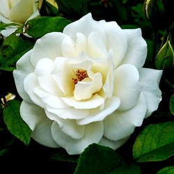 Jigsaw puzzle: White rose - an emblem of sadness