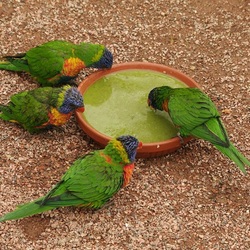 Jigsaw puzzle:  Parrots