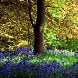 Jigsaw puzzle: Forest flowers