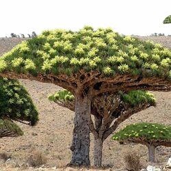 Jigsaw puzzle: Amazing Socotra Island