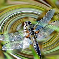 Jigsaw puzzle: Dragonfly
