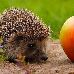 Jigsaw puzzle: Hedgehog and apple