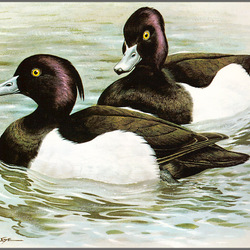 Jigsaw puzzle: Crested duck