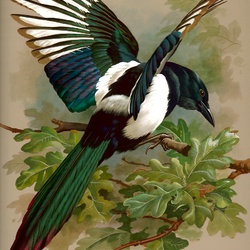 Jigsaw puzzle: Magpie