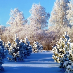 Jigsaw puzzle: Winter