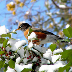 Jigsaw puzzle: Early snow