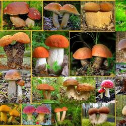 Jigsaw puzzle: Mushroom pairs