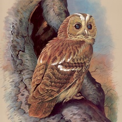 Jigsaw puzzle: Tawny owl