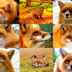 Jigsaw puzzle: Foxes