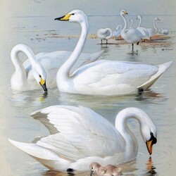 Jigsaw puzzle: Swans