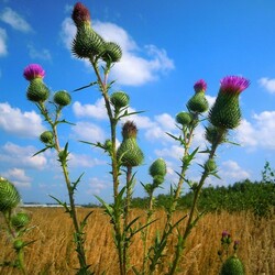 Jigsaw puzzle: Milk thistle